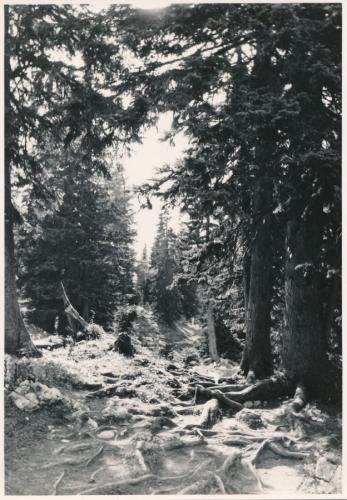 1951 Hochschwab 11 Weg-zur-Sonnschienhuette-nach-Sackwiesensee-vor-Sonnschienalm