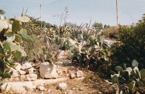 1988 Malta Kakteen