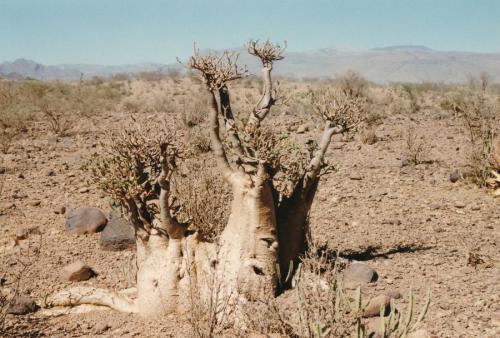 1990 Nordjemen Flaschenbaum