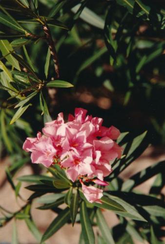 1992 Australien 2