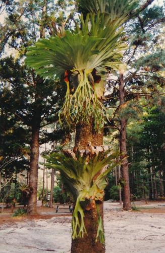 1992 Australien Fraser-Island 1