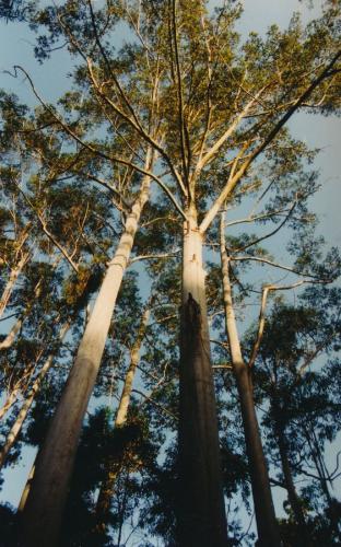 1992 Australien Fraser-Island 2