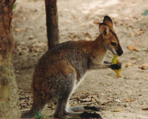 1992 Australien Kaenguru