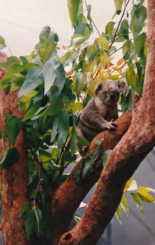 1992 Australien Koala