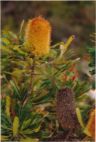1992 Australien Lake-Birabeene 2