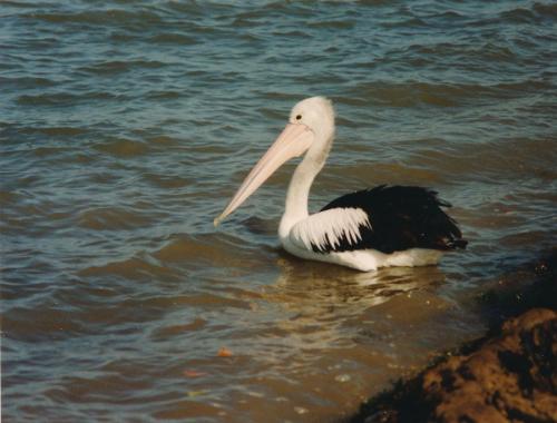 1992 Australien Maryborough-Queensland Pelikan
