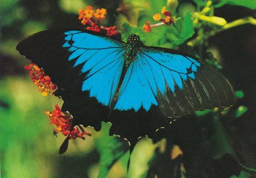 1992 Australien Papilio-Ulyssis
