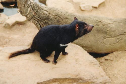1992 Australien Tasmanischer-Teufel