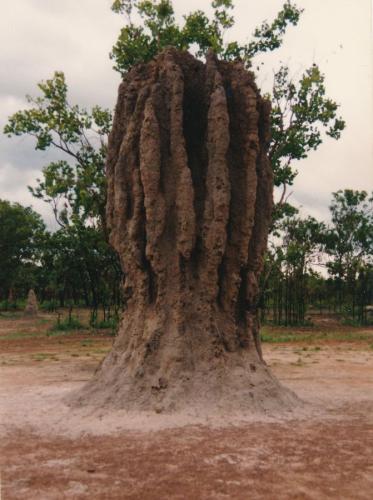1992 Australien Termiten