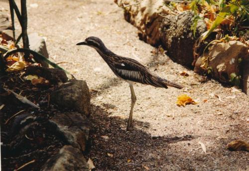 1992 Australien Vogel