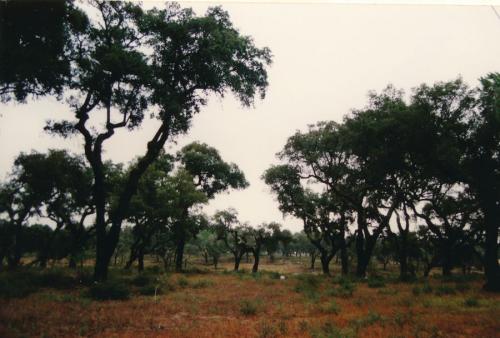 1993 Portugal Korkeichen