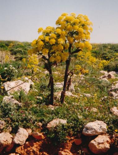 1994 Malta Naehe-St-Pauls-Bay