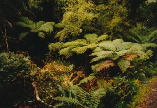 1994 Neuseeland Coastal-Rimu-Forest