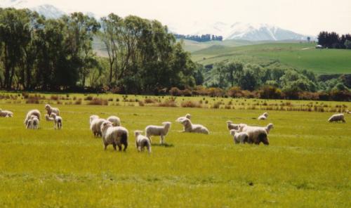 1994 Neuseeland Schafe