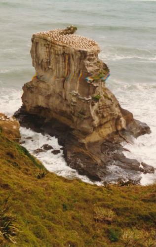 1994 Neuseeland Toelpelkolonie