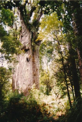 1994 Neuseeland Waipoua-Forest-Kauribaum