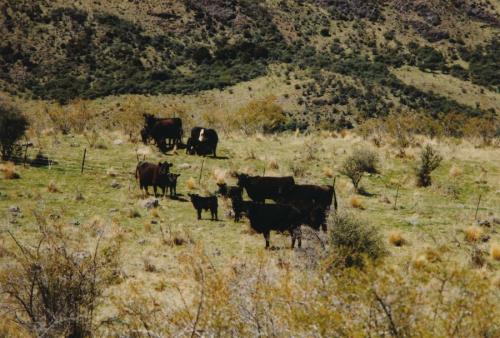 1994 Neuseeland auf-der-Fahrt-nach-Molesworth