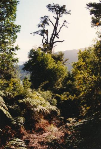 1998 Karibik Nevis 2
