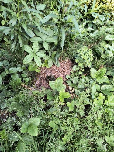 Ameisen, im Garten.