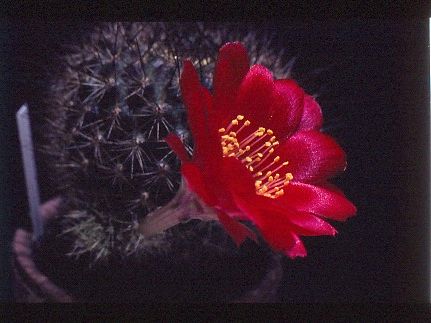 Aylostera-pseudodeminuta-4