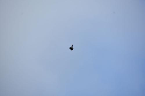 DSC 4695
