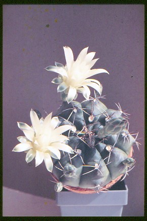 Gymnocalycium-damsii-var.-centrispinum-1
