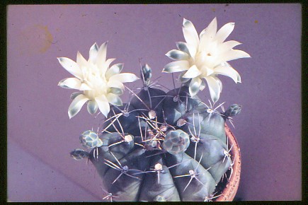 Gymnocalycium-damsii-var.-centrispinum-2