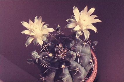 Gymnocalycium-damsii-var.-centrispinum-3