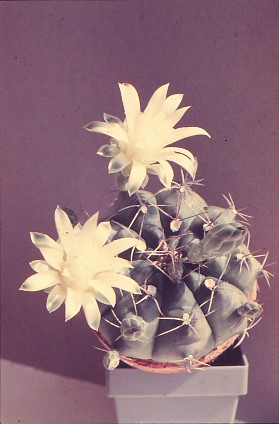 Gymnocalycium-damsii-var.-centrispinum-4
