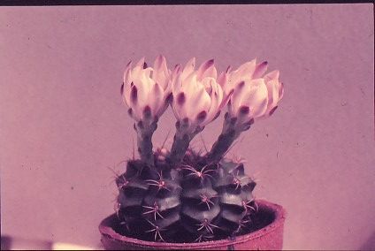 Gymnocalycium-damsii-var.-centrispinum-5