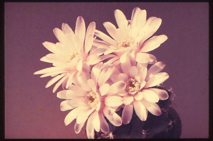 Gymnocalycium-friedrichii-v-pirarettaense-2