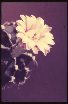 Gymnocalycium-friedrichii-v-pirarettaense-3