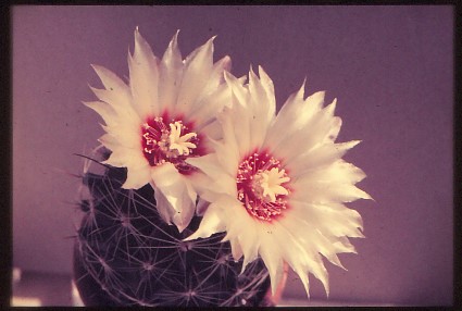 Gymnocalycium-friedrichii-v-pirarettaense-4