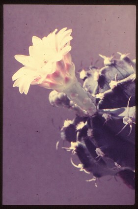Gymnocalycium-friedrichii-v-pirarettaense-5