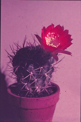 Lobivia-pentlandii-var.-forbesii-1