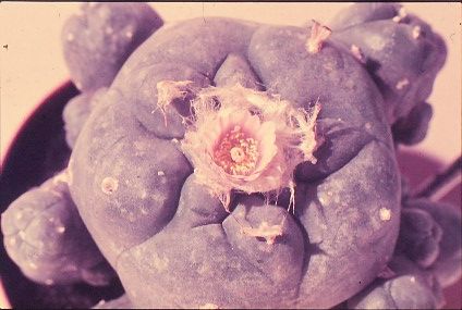 Lophophora-Williamsii-2
