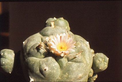 Lophophora-Williamsii-4
