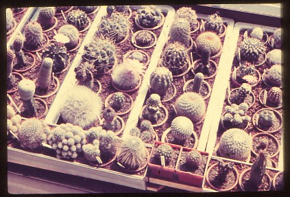 Saemling-3 (1)