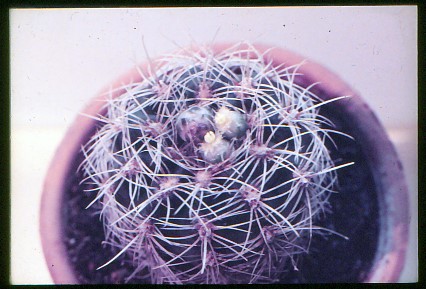 Saemling-4