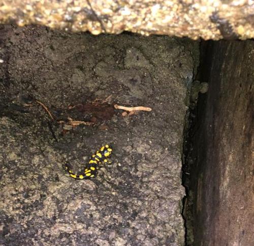 Salamander Hainfeld 20052023
