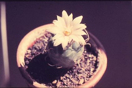 Turbinicarpus-polaskii-1