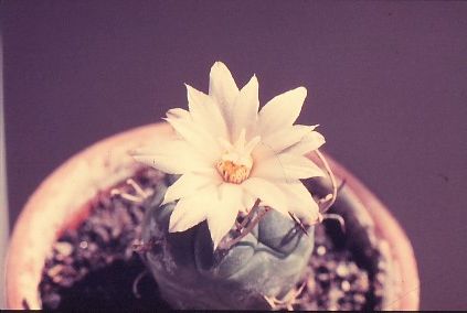 Turbinicarpus-polaskii-2