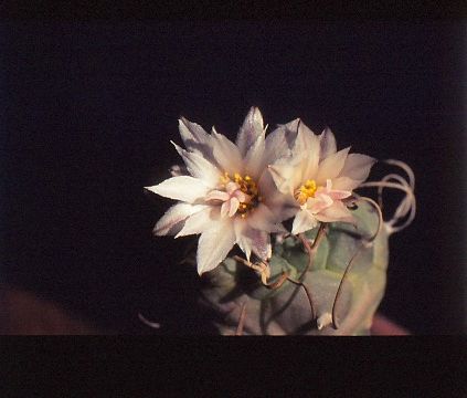 Turbinicarpus-polaskii-4