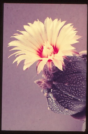 astrophytum-asterias-2