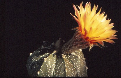 astrophytum-asterias-3