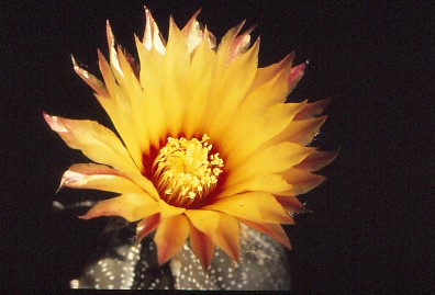 astrophytum-asterias-4