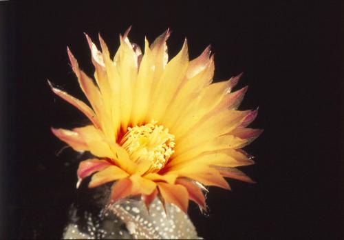 astrophytum-asterias-5