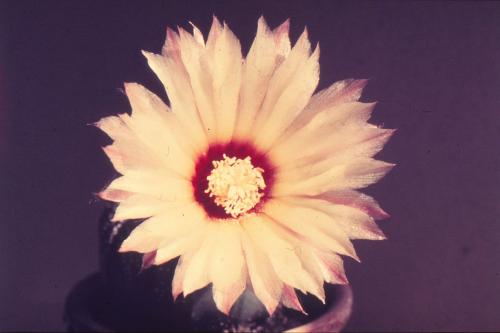 astrophytum-asterias-6