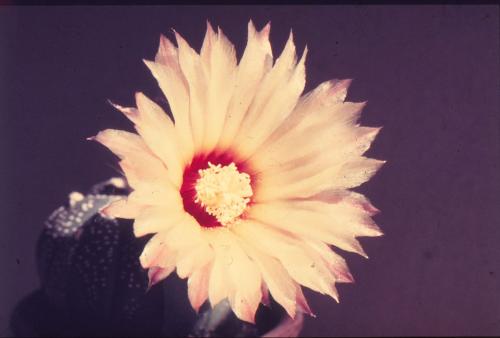 astrophytum-asterias-7