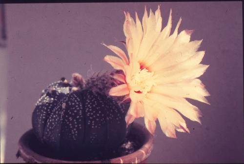 astrophytum-asterias-8